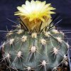 Islaya_copiapoides